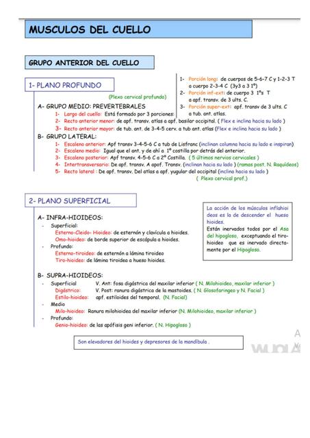 Músculos del cuello 
