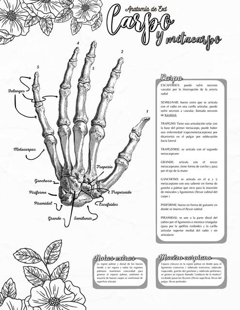 Carpo y Metacarpo 