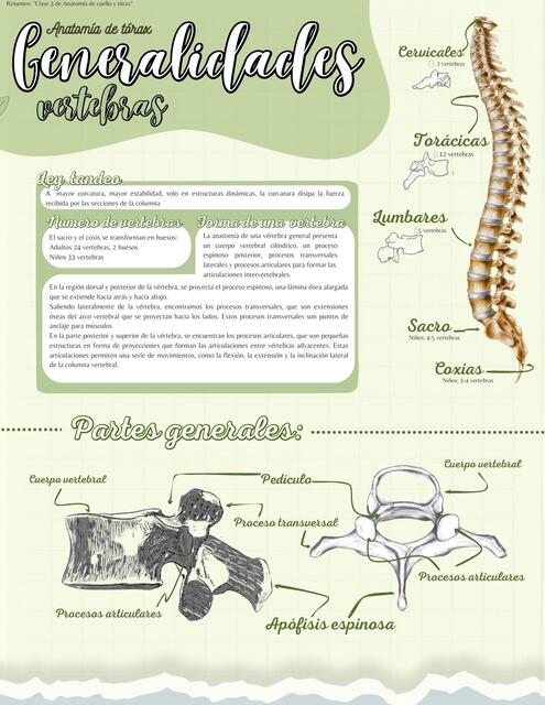 Columna vertebral 