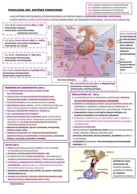 Fisiología del sistema endocrino   