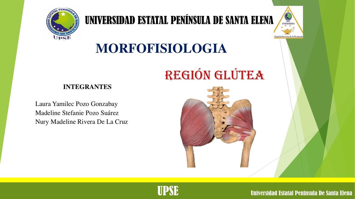 Morfofisiologia 