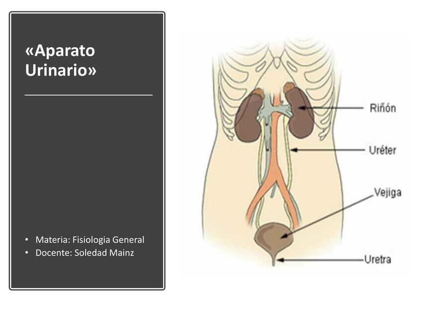 Aparato Urinario