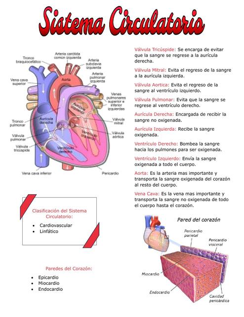 Sistema Circulatorio