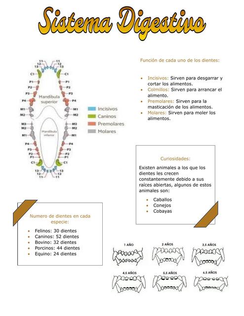 Sistema Digestivo 