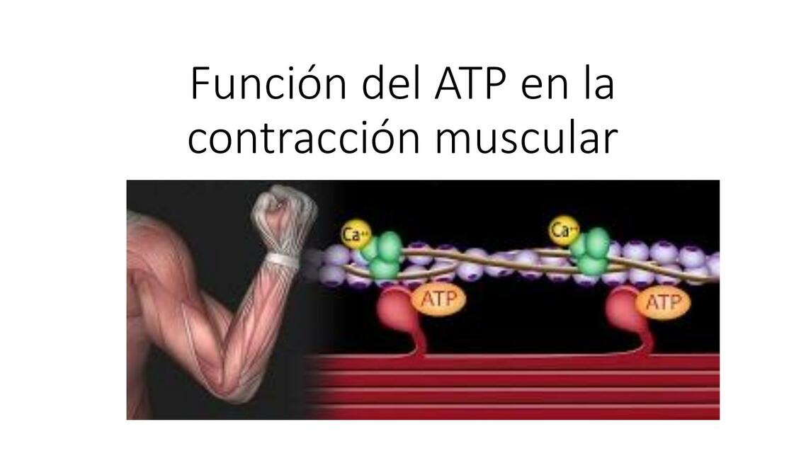 Función del ATP en la contracción muscular