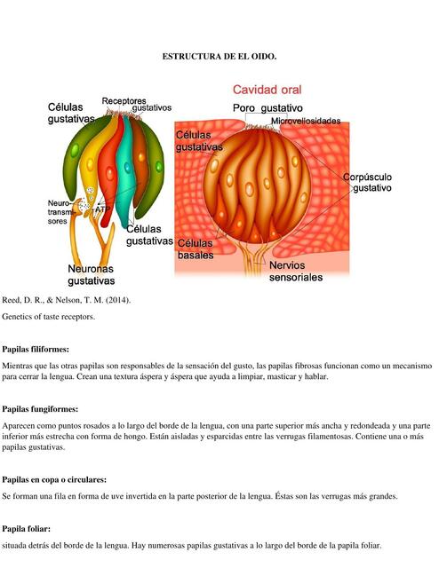 Estructura del oído