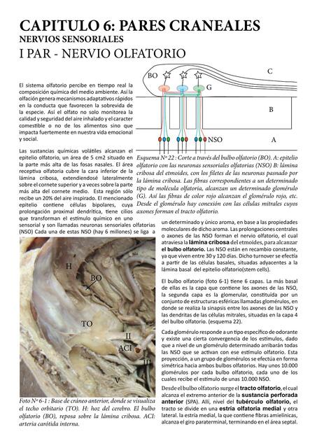 Texto del artículo pares craneales 