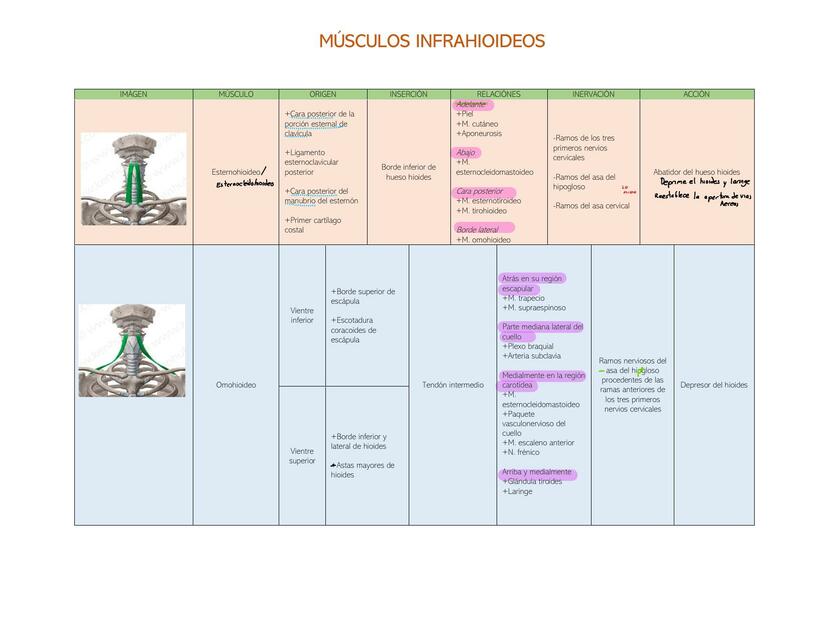 Músculos Infrahioideos