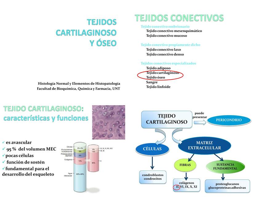 Tejidos cartilaginoso y óseo