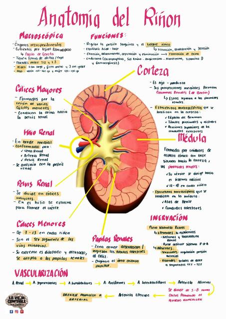 Anatomía de Riñon | CEREBROS MEDICOS | uDocz
