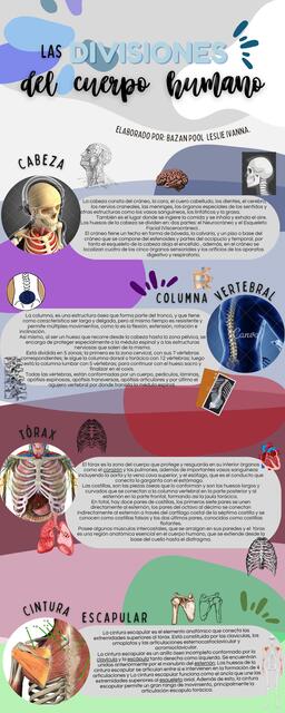 Las divisiones del cuerpo humano 