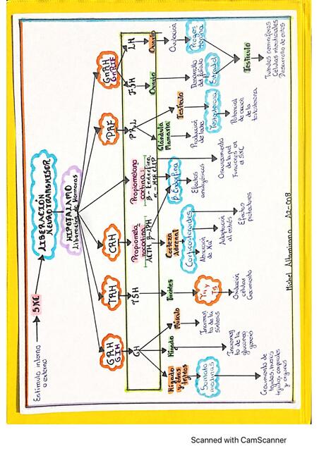 Sistema Endocrino, mapa conceptual 