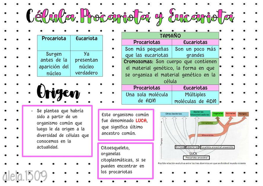 Célula eucariota y procariota