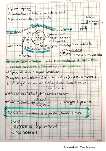 Líquidos Corporales 