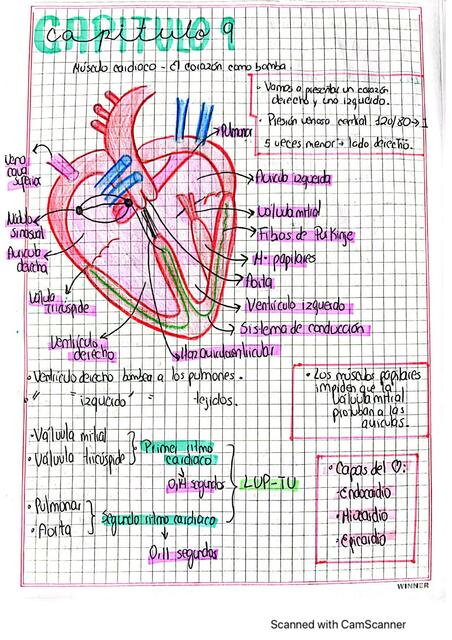 Músculo Cardiaco- El Corazón como Bomba 