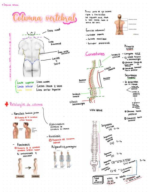 Columna vertebral