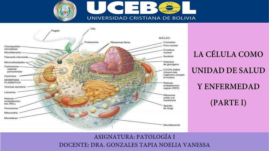 La célula como unidad de salud y enfermedad | Té de Leche con Azúcar