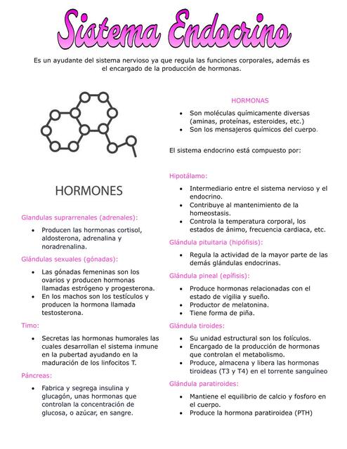 Sistema Endocrino 