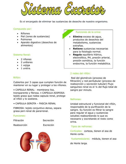 Sistema Excretor