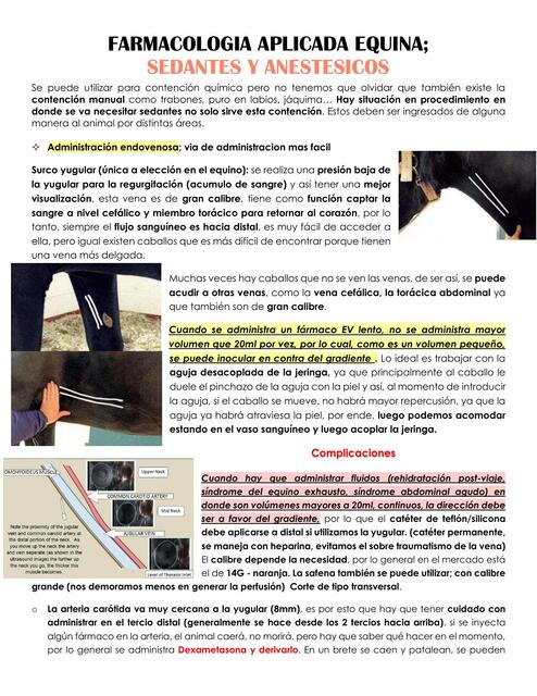 Farmacología aplicada equina: sedantes y anestésicos  