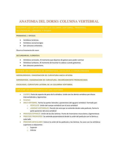 Anatomía del dorso columna vertebral