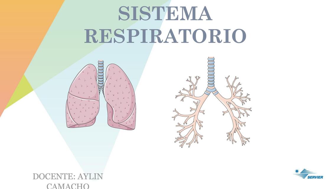 Sistema Respiratorio  