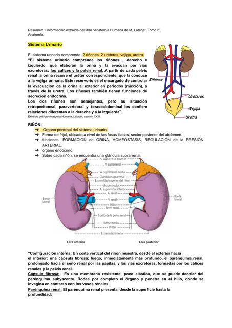 Anatomía: Sistema Urinario, resumen.