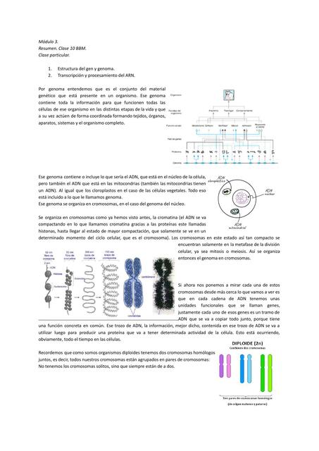 Estructura del Gen y Genoma. Transcripción y Procesamiento del ARN. Resumen