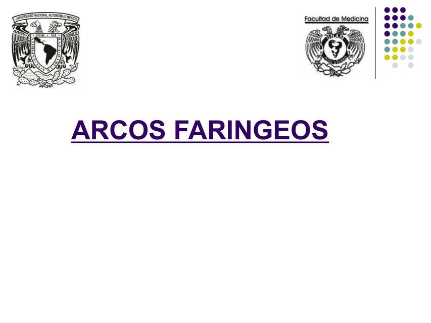 Arcos faríngeos 