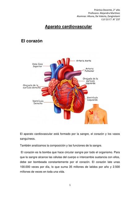 Aparato Cardiovascular 