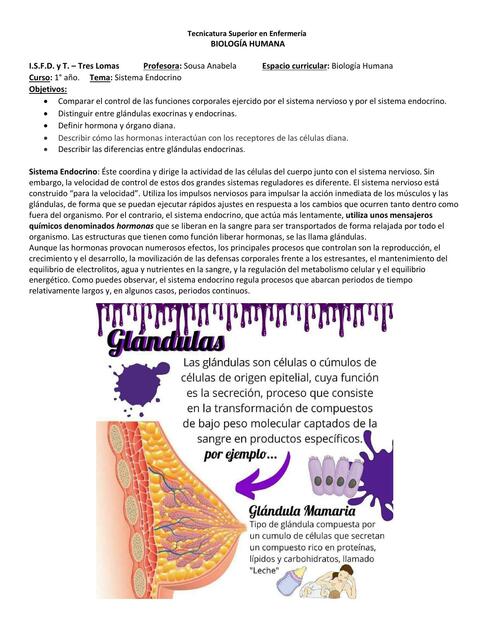 Sistema endocrino 