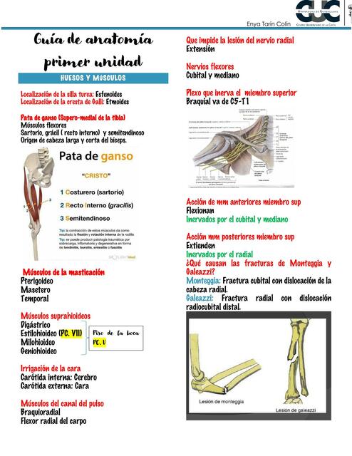 Guía de anatomía primera unidad 