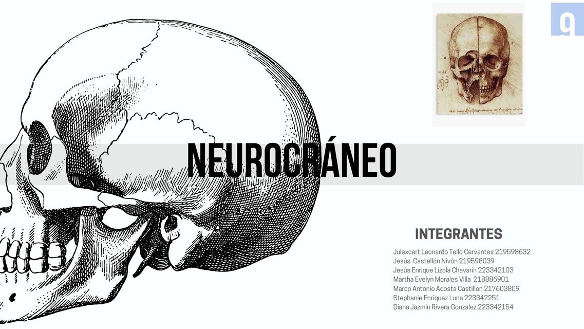 Neurocráneo 