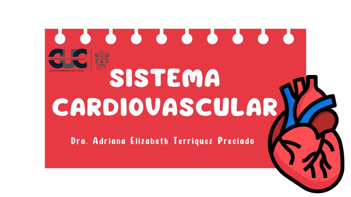 Sistema Cardiovascular