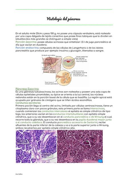 Histología de páncreas