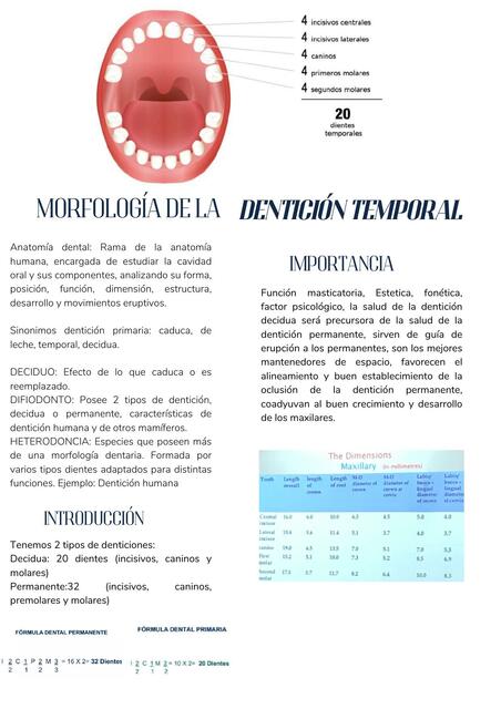 Anatomía dental dientes temporales