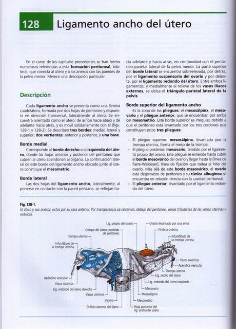 8 Ligamentos anchos del útero Latarjet