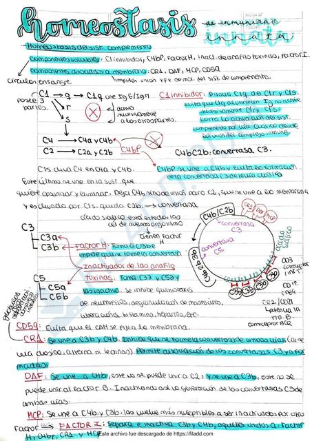 Homeostasis de inmunidad innata y adaptativa