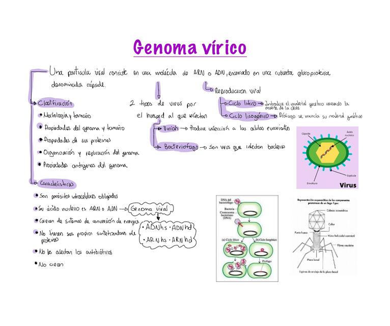 Genoma viral