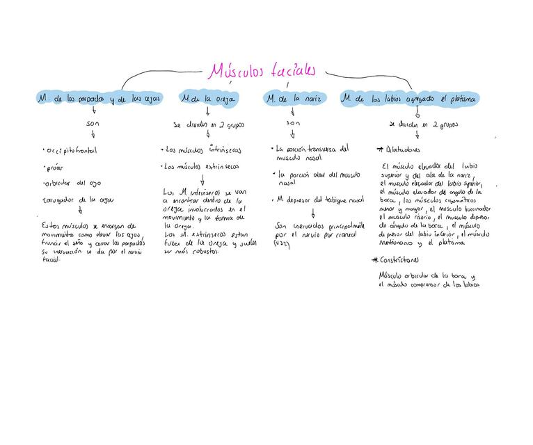 Músculos faciales