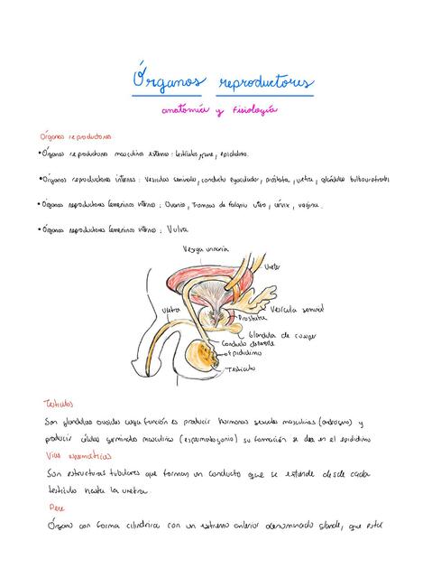 Órganos Reproductores 