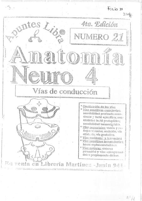 Anatomía neuro 4 