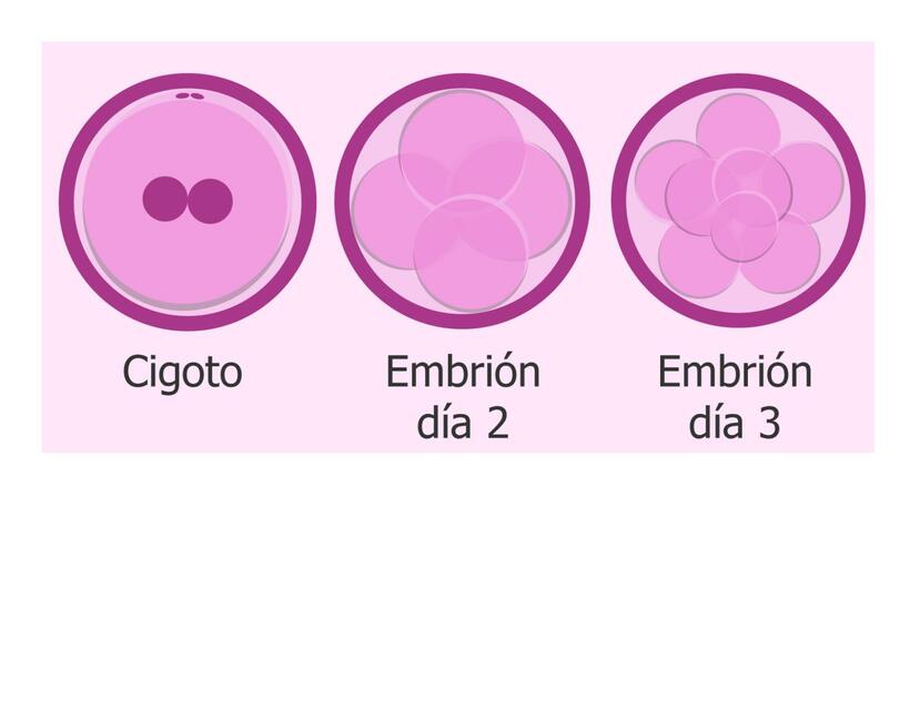 Etapas de un embrión 