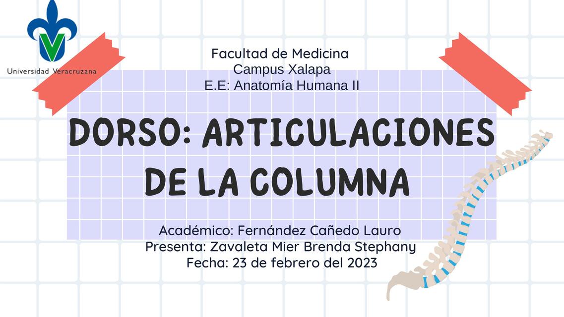 Dorso: Articulaciones de la Columna 