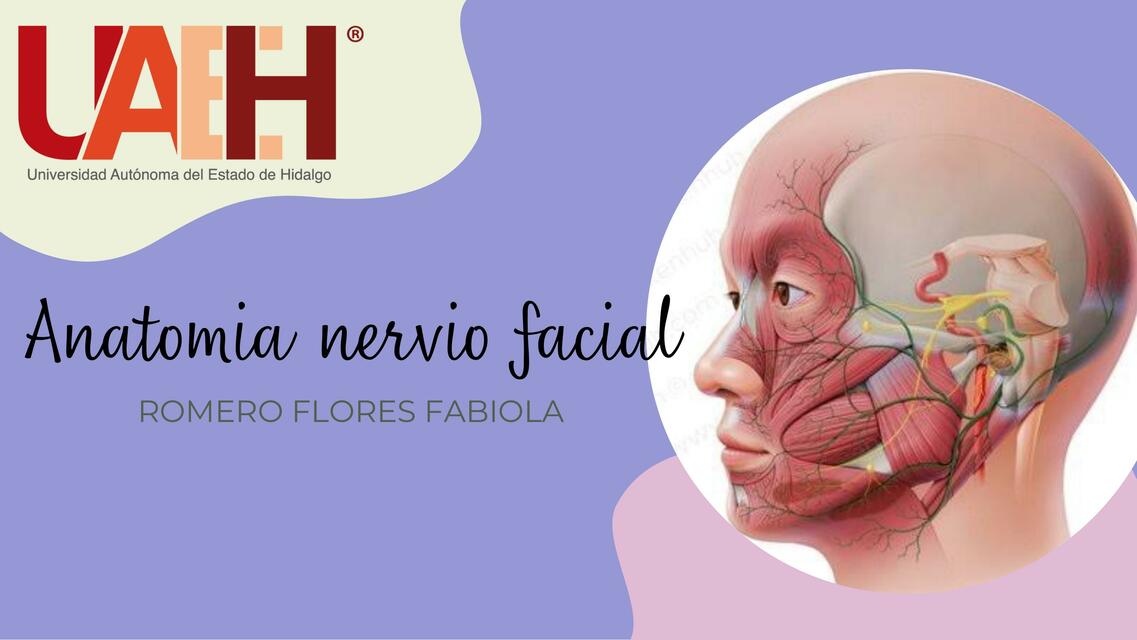 netter de anatomía del nervio facial