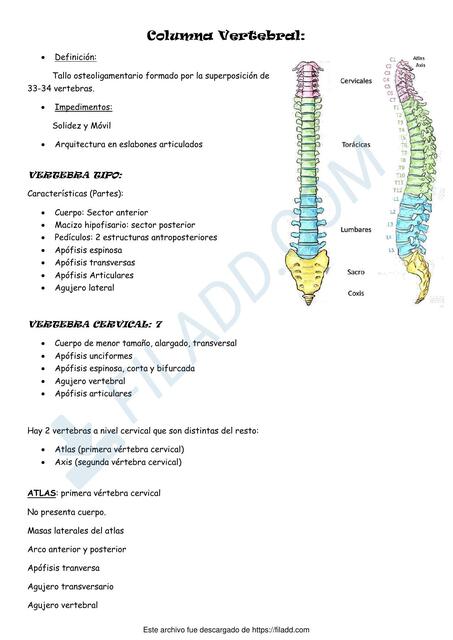 Columna Vertebral 