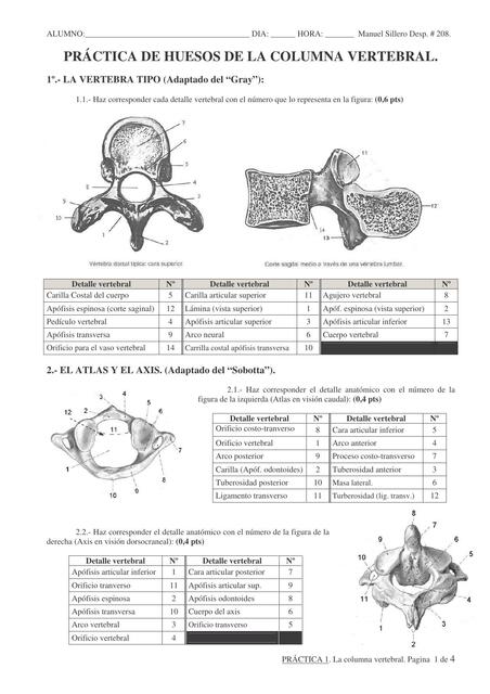 Práctica de Huesos de la Columna Vertebral 