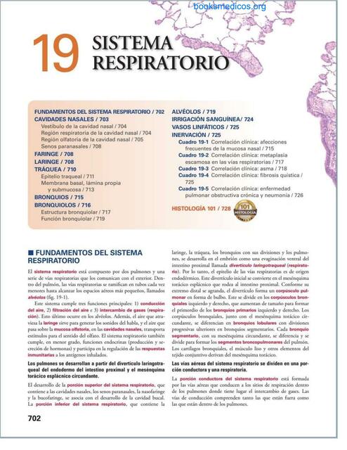 Sistema respiratorio