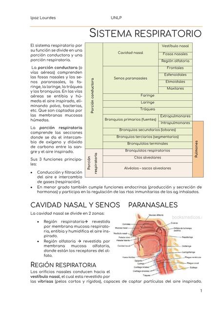 Sistema respiratorio 