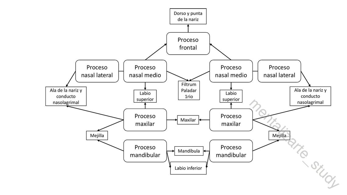 Cuadro embriología del rostro 